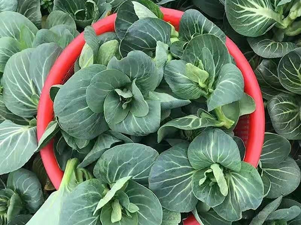 菜苔